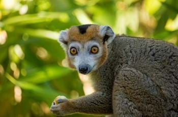 Primate Keeper Internship