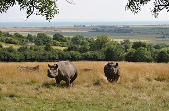 Eastern Black Rhino