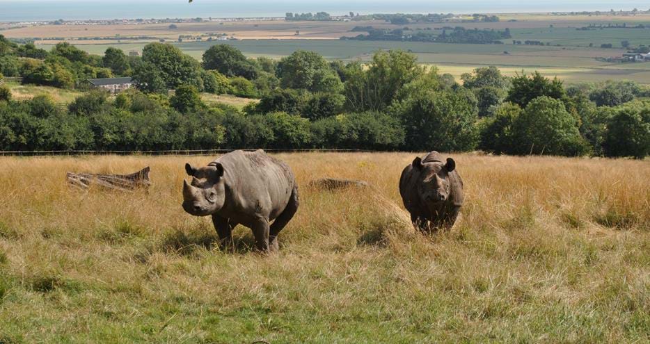 Black rhinos at Port Lympne Hotel & Reserve in Kent