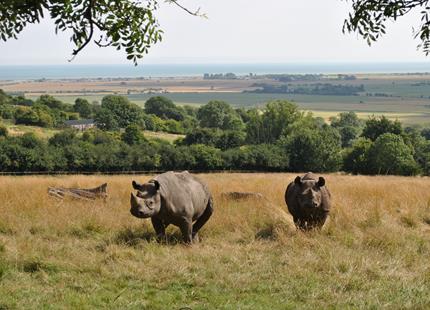 Black rhinos at Port Lympne Hotel & Reserve in Kent
