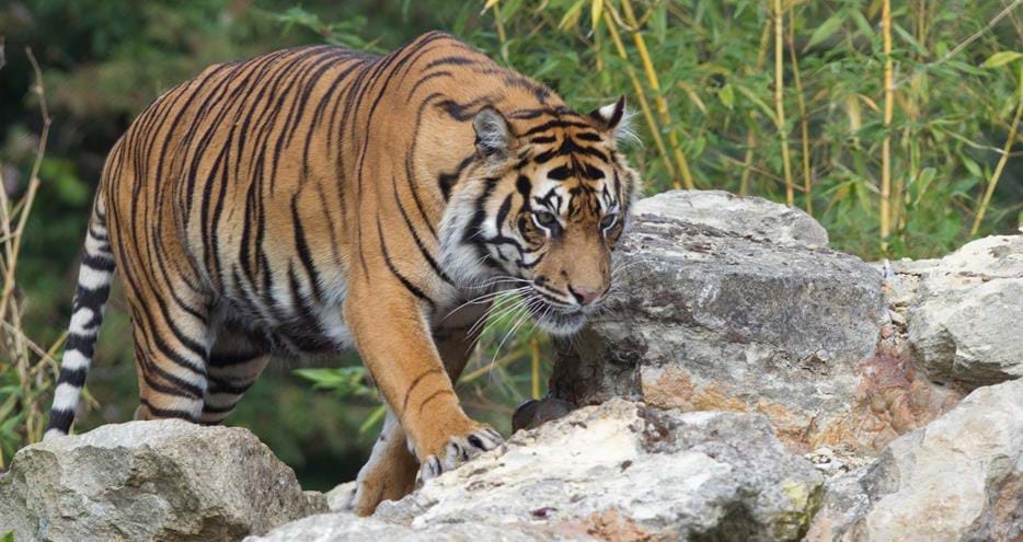 Sumatran Tiger at Howletts Wild Animal Park in Kent