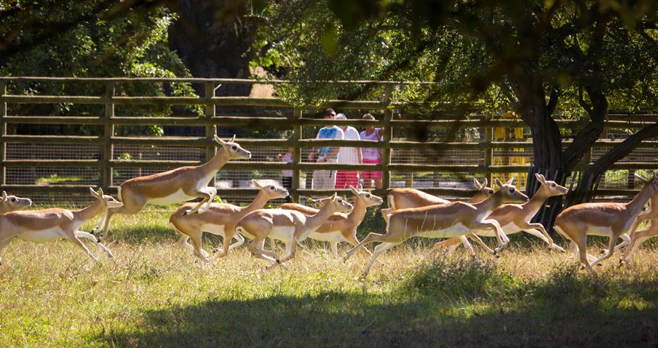 The Deer Park at Howletts Wild Animal Park in Kent