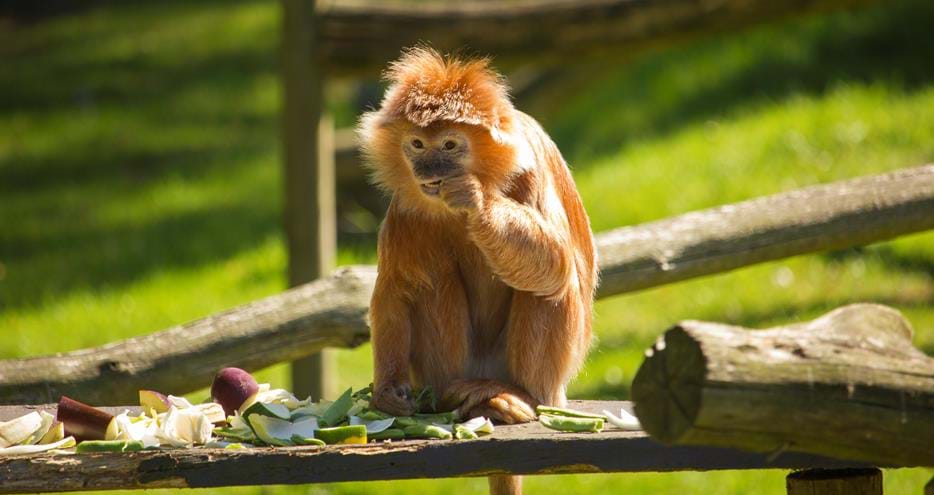 Javan Langur at Howletts Wild Animal Park in Kent