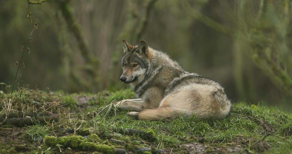European Grey Wolf at Howletts Wild Animal Park in Kent