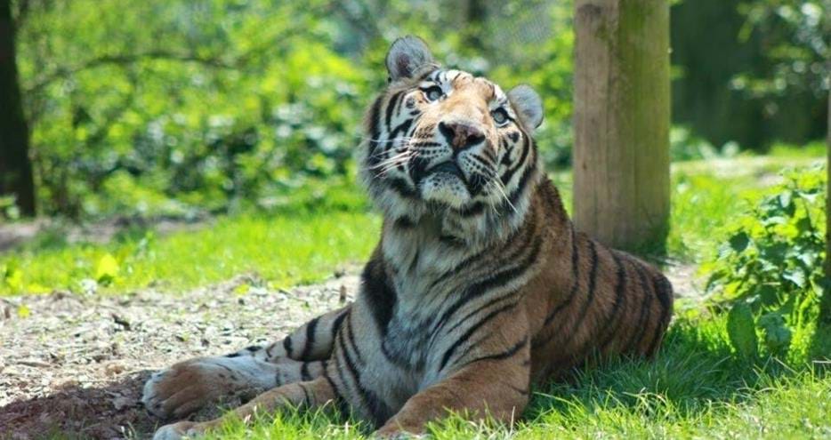 Amur or Siberian Tiger at Port Lympne Hotel & Reserve in Kent, UK