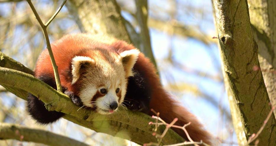 Red panda at Port Lympne Hotel & Reserve in Kent