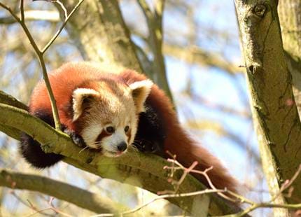 Red panda at Port Lympne Hotel & Reserve in Kent