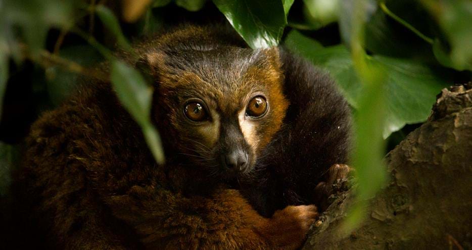 Red bellied lemur at Howletts Wild Animal Park in Kent