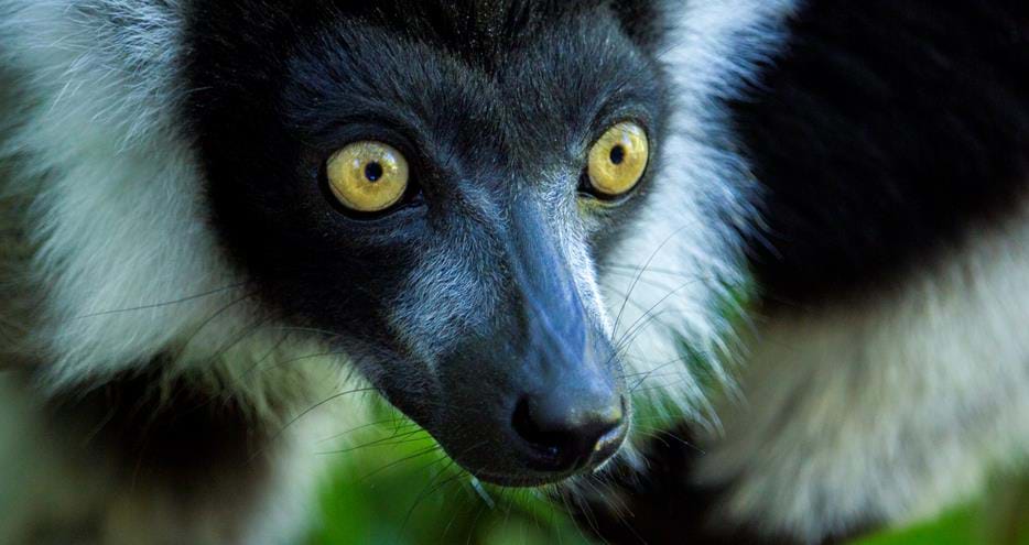 Ruffed lemur at Howletts Wild Animal Park near Canterbury in Kent