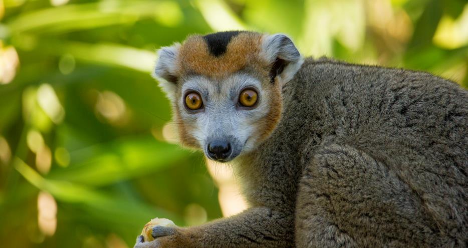 Crowned lemur at Howletts Wild Animal Park in Kent, UK