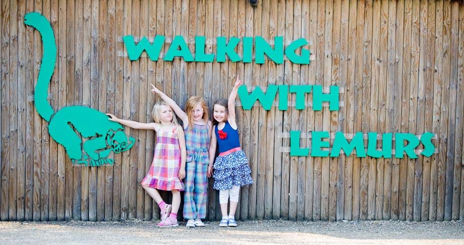 Walking With Lemurs at Howletts Wild Animal Park in Kent