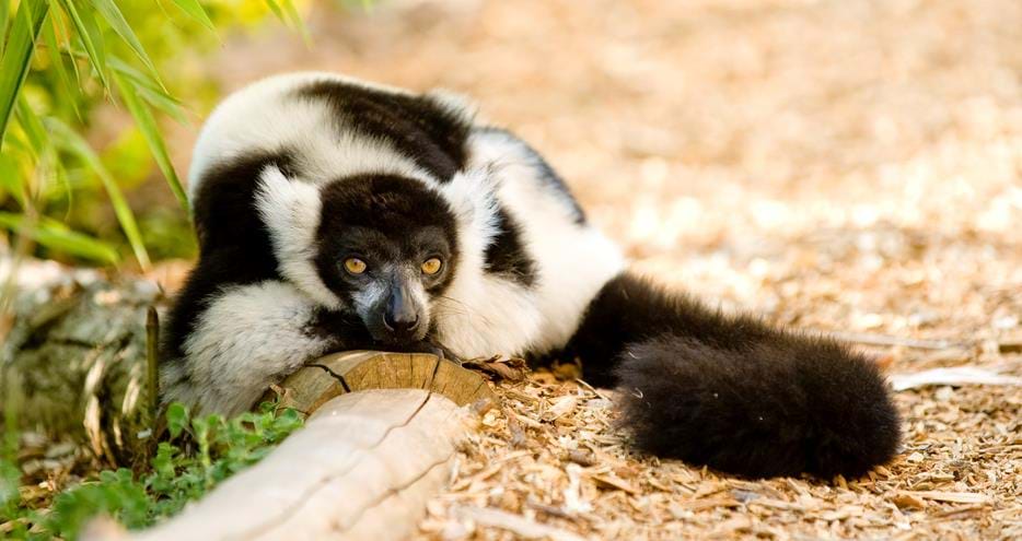 Black and white ruffed lemur in Walking With Lemurs at Howletts Wild Animal Park in Kent