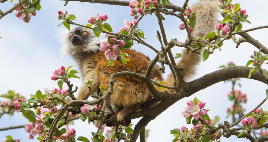 Black lemur at Howletts Wild Animal Park in Kent
