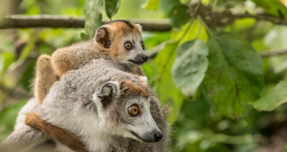 Crowned lemurs at Howletts Wild Animal Park in Kent, UK