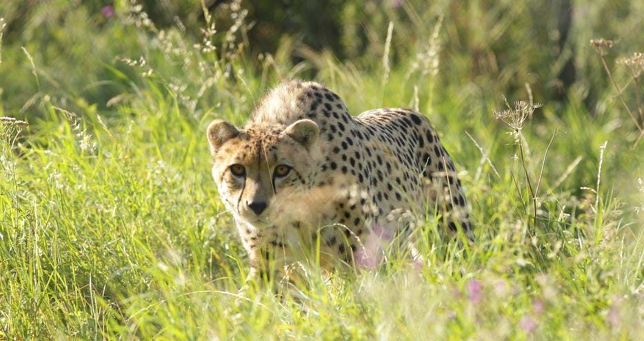 Cheetah at Port Lympne Reserve, Kent