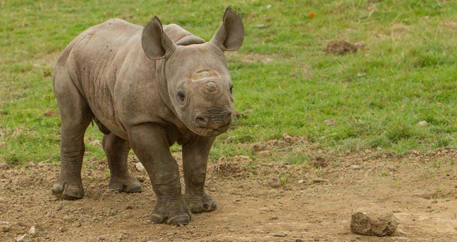 Rhino calf at Port Lympne Reserve, Kent