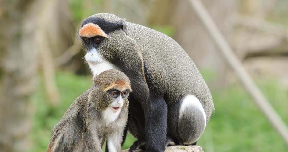 DeBrazza Monkeys at Port Lympne Reserve, Kent