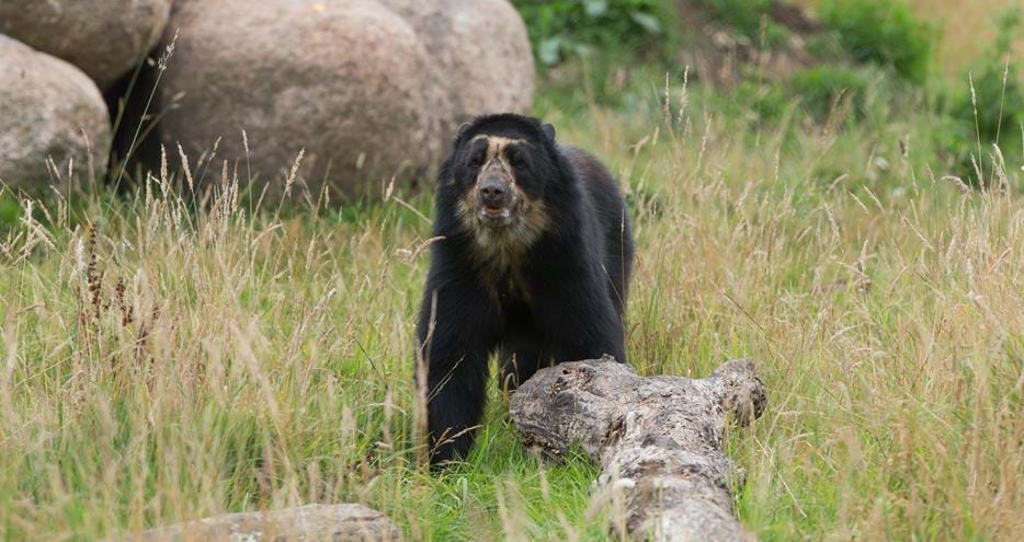 The only spectacled bears in Kent at Port Lympne Hotel & Reserve