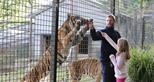 Tiger Animal Encounter