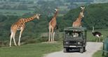 Safari Experiences at Port Lympne Reserve in Kent