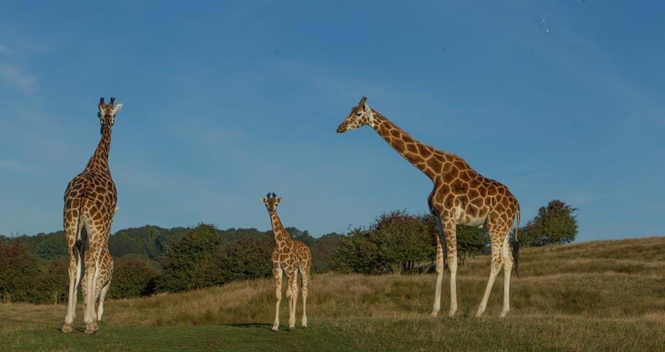 Giraffes on the African safari experience at Port Lympne Hotel & Reserve in Kent