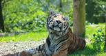 Indian Tiger at Port Lympne Reserve