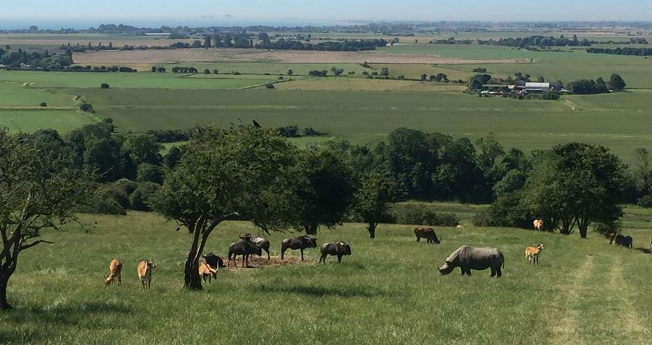 The African Experience Safari at Port Lympne Hotel & Reserve in Kent