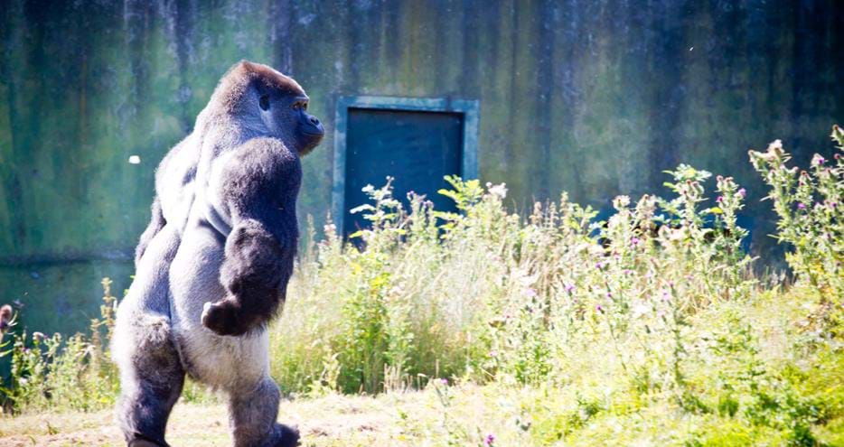 Ambam the western lowland gorilla walks like a man at Port Lympne Hotel & Reserve in Kent, UK