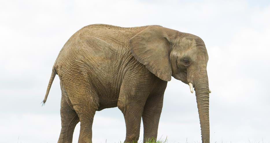 Adopt Jara the African Elephant with The Aspinall Foundation at Howletts