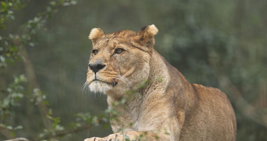 Barbary lioness at Port Lympne Hotel & Reserve in Kent, UK