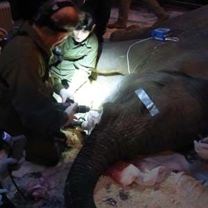 Elephant tusk dental treatment at Howletts Wild Animal Park in Kent