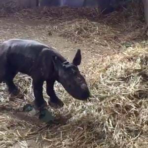 Baby rhino takes first steps at Howletts Wild Animal Park in Kent