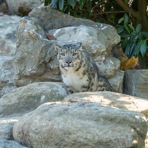 Snow leopard enclosure at Howletts Wild Animal Park in Kent