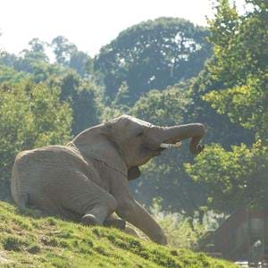 Howletts Elephant Herd in Kent