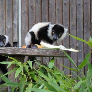Black and white ruffed lemur twins at Howletts Wild Animal Park in Kent