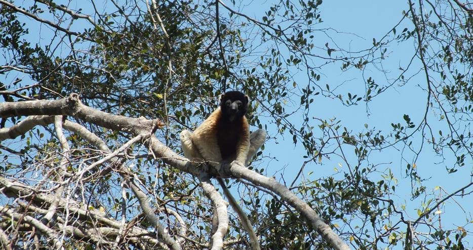 Wild crowned sifaka at The Aspinall Foundation's Madagascar project