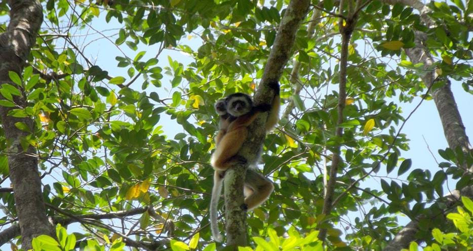 Wild diademed sifaka at The Aspinall Foundation's Madagascar primate project