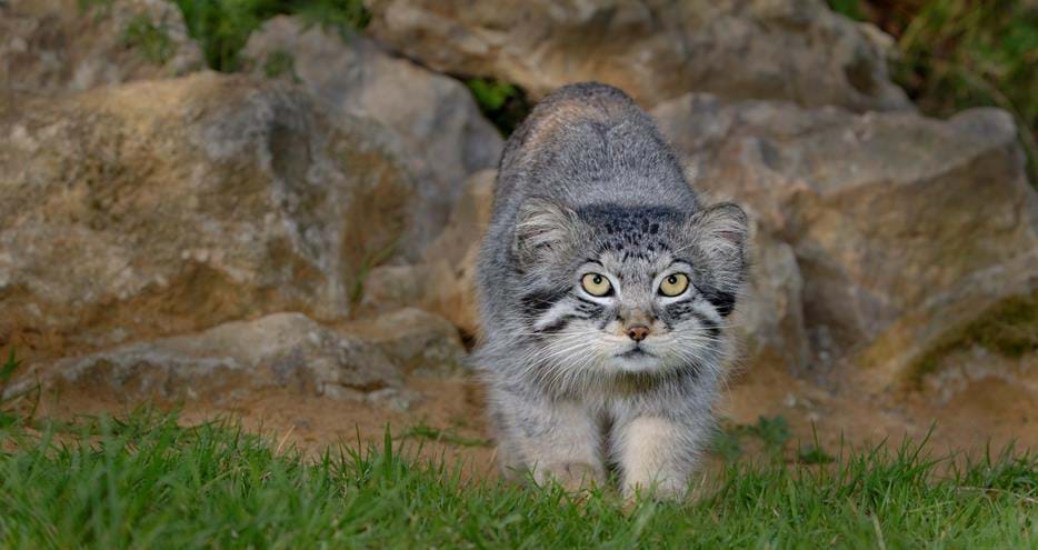 Pallas cat at Port Lympne Hotel & Reserve in Kent, UK