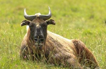 Mishmi Takin