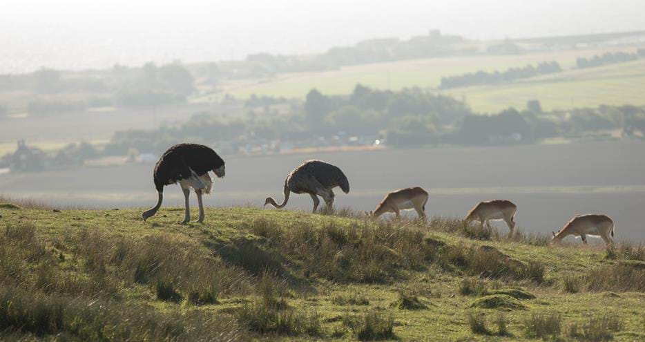 Ostriches and red lechwe on safari at Port Lympne Hotel & Reserve in Kent, UK