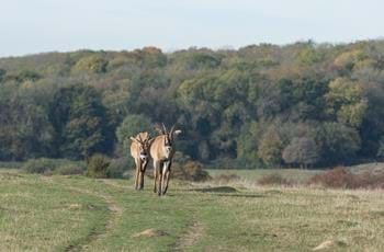 Roan Antelope