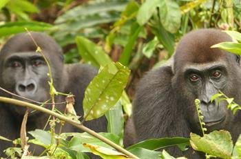 Gabon Gorilla Group