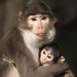 White Naped Mangabey baby born at Howletts Wild Animal Park in Kent, UK