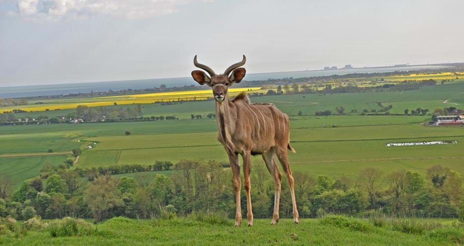 Greater kudu at Port Lympne Hotel & Reserve in Kent, UK