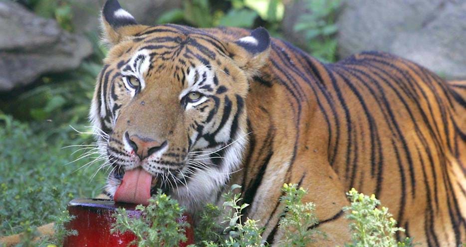 Indian Tiger enjoys an icy treat at Port Lympne Hotel & Reserve in Kent