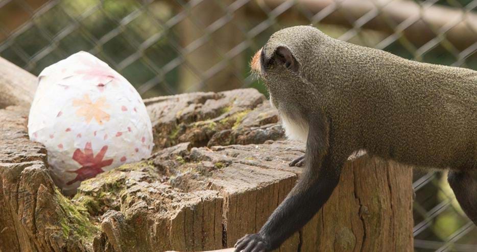 De Brazza Monkey receives Easter Egg enrichment at Port Lympne Hotel & Reserve in Kent