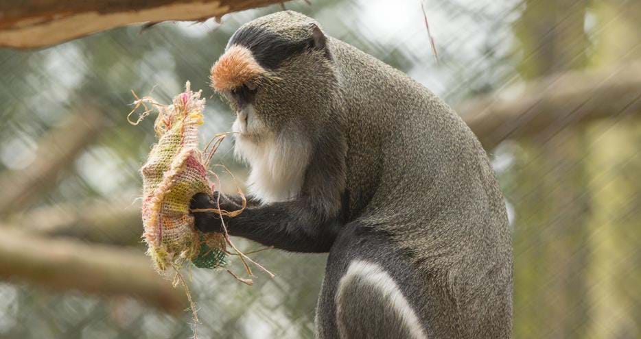 De Brazza monkey with hessian sack enrichment at Port Lympne Hotel & Reserve in Kent