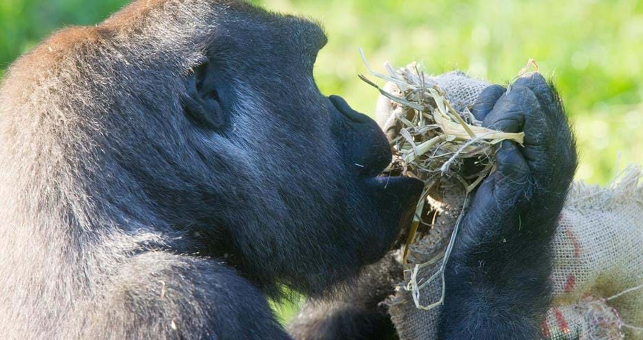 Western Lowland Gorilla with hessian sack enrichment at Port Lympne Hotel & Reserve in Kent