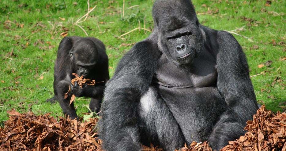 Western Lowland Gorilla plays with autumn leaves at Port Lympne Hotel & Reserve in Kent