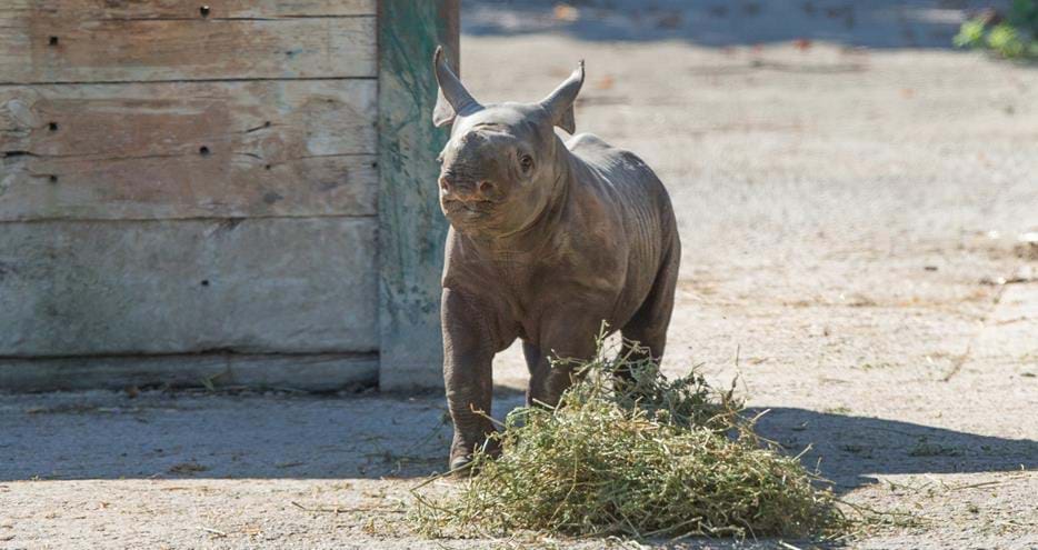 Black rhino calf learns to eat lucerne at Port Lympne Hotel & Reserve in Kent